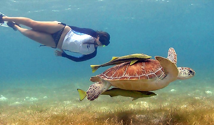 Swim With Turtles in Sharm…